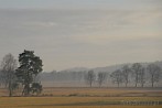 039C-0810; 3195 x 2140 pix; meadow, tree, fog, mist
