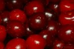 0620-0444; 3521 x 2357 pix; fruit, cherry