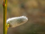 Easter; catkin; willow