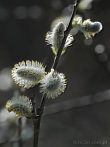 0715-0052; 2133 x 2846 pix; Easter, catkin, willow