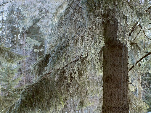 winter; tree; hoarfrost