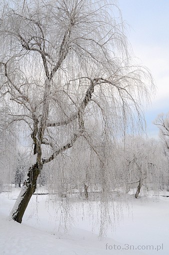 winter; snow; tree