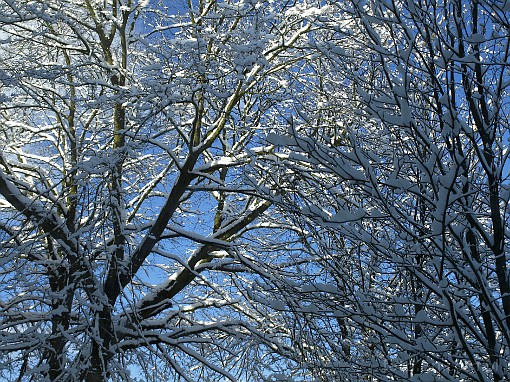 winter; tree; snow