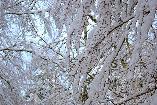 winter; snow; branch