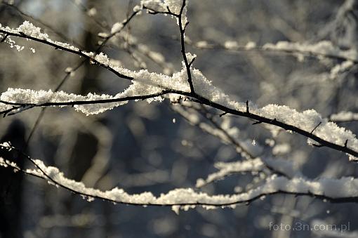 winter; snow; branch