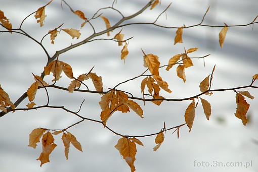 winter; branch; leaf