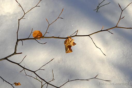 winter; branch; leaf