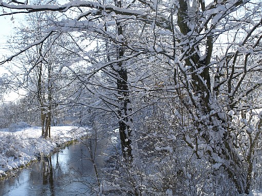 winter; tree; snow; river