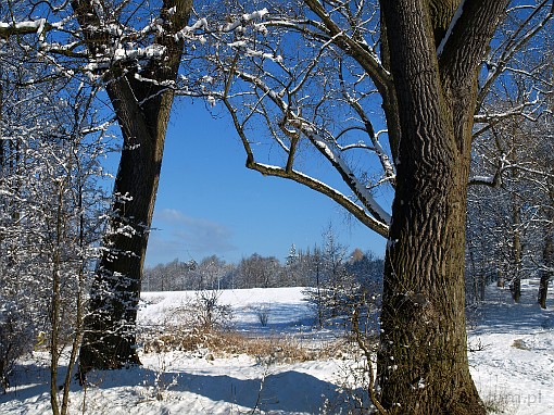 winter; tree; snow