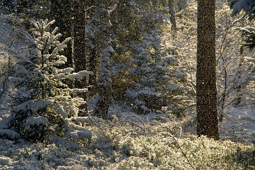 winter; snow; tree; forest