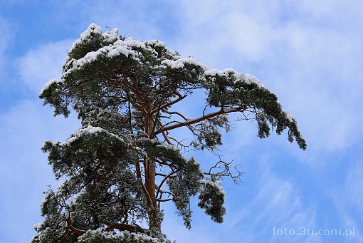 tree; winter; snow