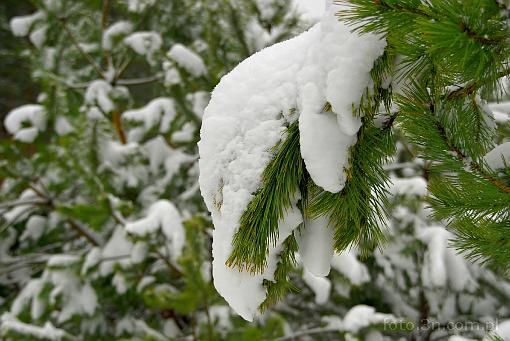 tree; winter; snow; branch