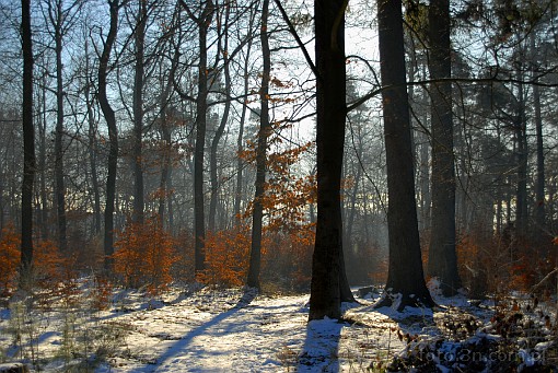 forest; tree; winter; snow; fog