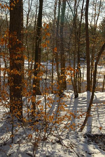 forest; tree; winter; snow