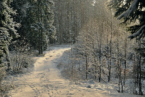 winter; snow; forest; tree; road; way; path; pathway