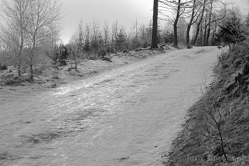 winter; tree; snow; path