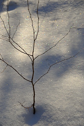 winter; branch; snow