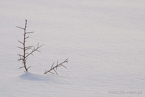 winter; branch; snow