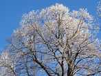 0910-0550; 2576 x 1932 pix; tree, winter, hoarfrost