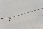 winter; snow; barbed wire