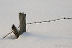 0910-5300; 3695 x 2474 pix; winter, snow, barbed wire, beam