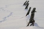 0910-5320; 3447 x 2308 pix; winter, snow, barbed wire, beam