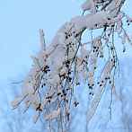 0910-1025; 2013 x 2013 pix; winter, snow, branch