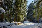 0910-0907; 3786 x 2534 pix; winter, snow, forest, tree, road, way, path, pathway