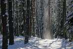 0910-0910; 3872 x 2592 pix; winter, snow, forest, tree, road, way, path, pathway