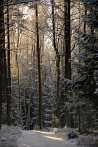 0910-1045; 2536 x 3788 pix; winter, snow, forest, tree, road, way, path, pathway