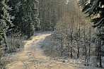0910-1120; 3872 x 2592 pix; winter, snow, forest, tree, road, way, path, pathway