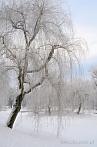 winter; snow; tree
