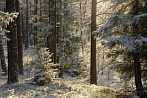 0910-0926; 3872 x 2592 pix; winter, snow, tree, forest