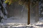 0910-0900; 3678 x 2462 pix; winter, tree, snow, forest