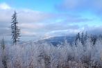 winter; tree; snow; hoarfrost