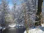 winter; tree; snow; river