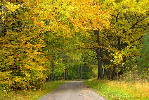 forest; tree; autumn; road