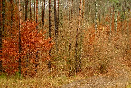forest; tree; autumn