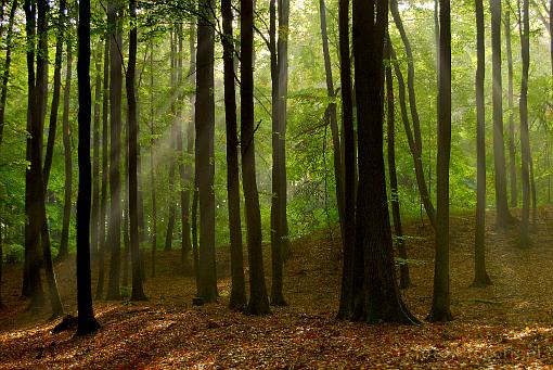 forest; autumn; tree; light wisp