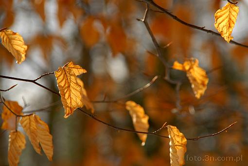 autumn; branch; leaf