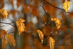 0920-0654; 3585 x 2399 pix; autumn, branch, leaf