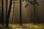 0920-0490; 3771 x 2525 pix; autumn, tree, light wisp, forest