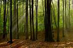 0920-0472; 3872 x 2592 pix; forest, autumn, tree, light wisp