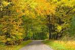 0920-0012; 3810 x 2551 pix; forest, tree, autumn, road