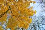 tree; autumn; leaf