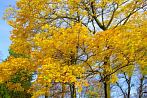 tree; autumn; leaf