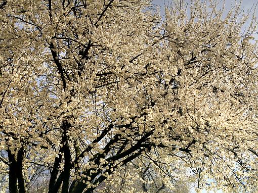 spring; tree; flower