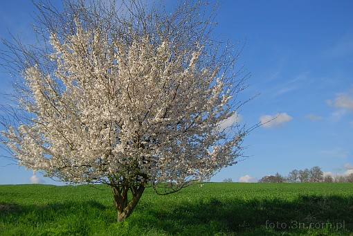spring; tree; flower; blue sky