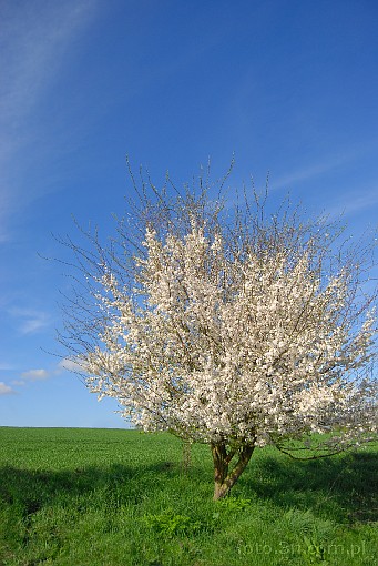 spring; tree; flower; blue sky