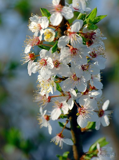 spring; branch; flower